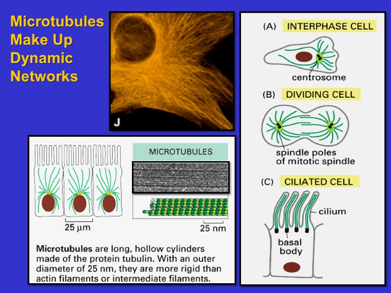 Microtubules  Make Up  Dynamic  Networks